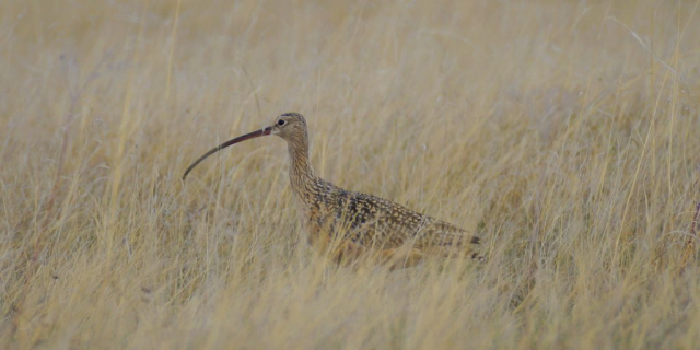 Long-billed Curlew in Sioux Co 31 May 2018 by Joel G. Jorgensen