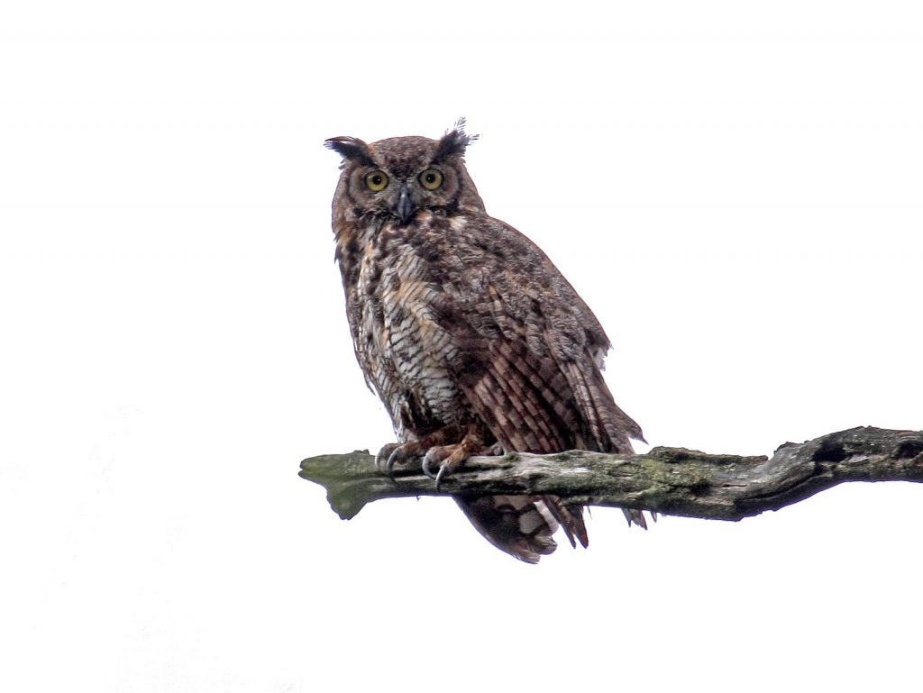 Great Horned Owl at Fontenelle Forest, Sarpy Co 27 Jul 2009 by Phil Swanson