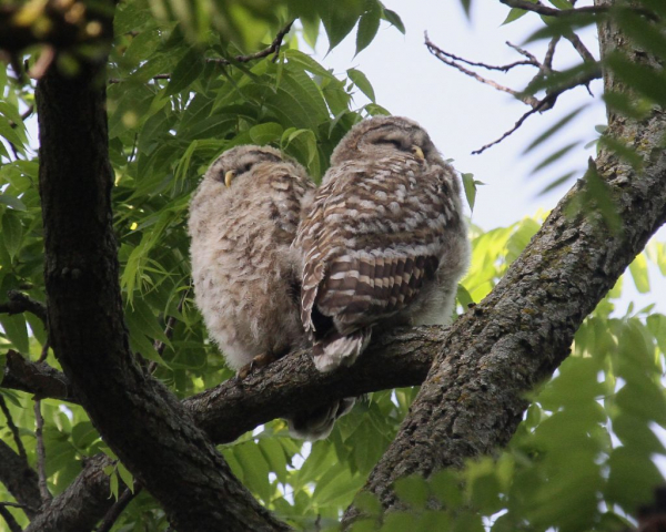 Barred Owls fledglings at Walnut Grove Park, Douglas Co 17 May 2010 by Phil Swanson