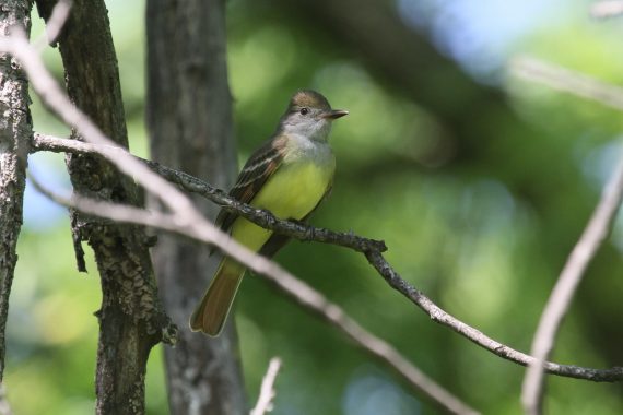 Great Crested Flycatcher at Fontenelle Forest, Sarpy Co 20 May 2012 by Phil Swanson