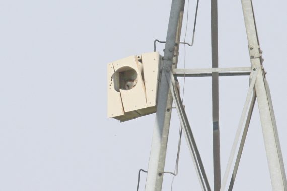 Barn Owl in a nest box at Crescent Lake NWR, Garden Co 28 May 2012 by Phil Swanson
