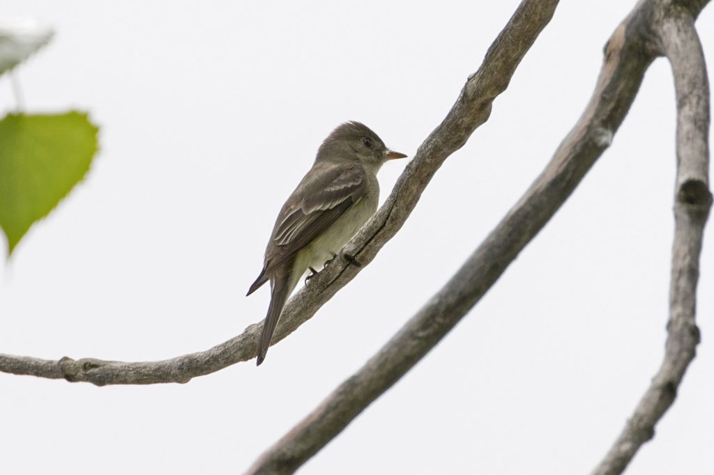 Acadian Flycatcher at Fontenelle Forest, Sarpy Co 28 May 2017 by Phil Swanson