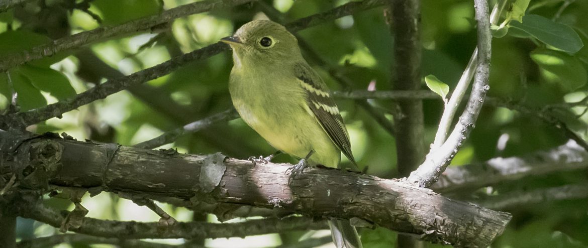 YELLOW-BELLIED FLYCATCHER - Birds of Nebraska - Online