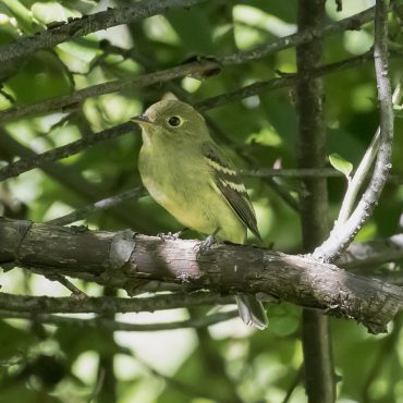 ellow-bellied Flycatcher at Papillion, Sarpy Co 28 May 2017 by Phil Swanson