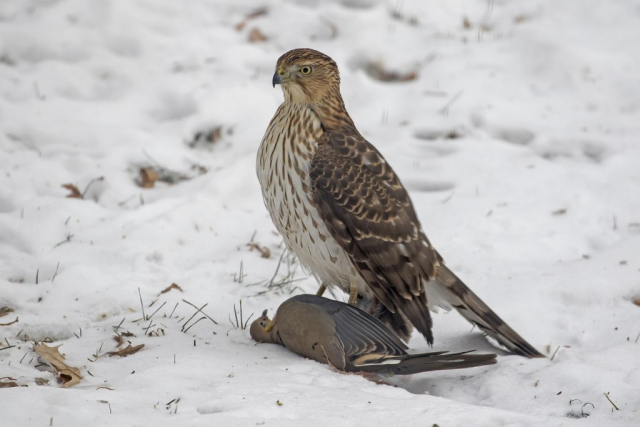 Immature Cooper's Hawk at Papillion, Sarpy Co 5 Jan 2018 by Phil Swanson
