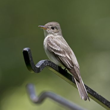Eastern Wood-Pewee at Papillion, Sarpy Co 21 May 2018 by Phil Swanson
