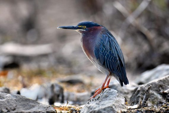 Green Heron at Holmes Lake, Lancaster Co (date unknown) by Chris Masada and provided as a courtesy by NEBRASKALAND/Nebraska Game and Parks Commission