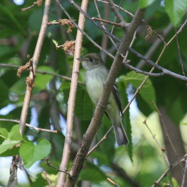 Alder Flycatcher at Fontenelle Forest, Sarpy Co 25 May 2009 by Phil Swanson. Identification of the bird was based on vocalizations.