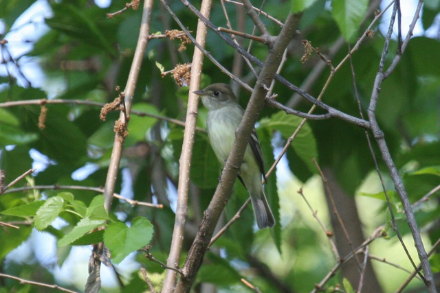 Alder Flycatcher at Fontenelle Forest, Sarpy Co 25 May 2009 by Phil Swanson.  Identification of the bird was based on vocalizations.