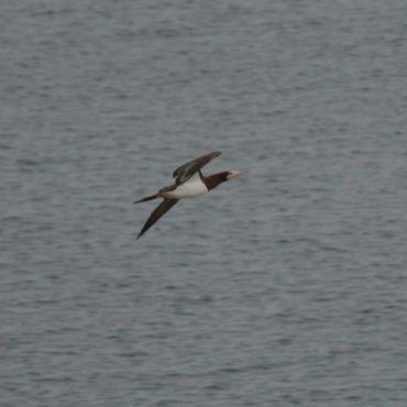 Brown Booby at Harlan County Reservoir, Harlan Co 31 May 2017 by Joel G. Jorgensen