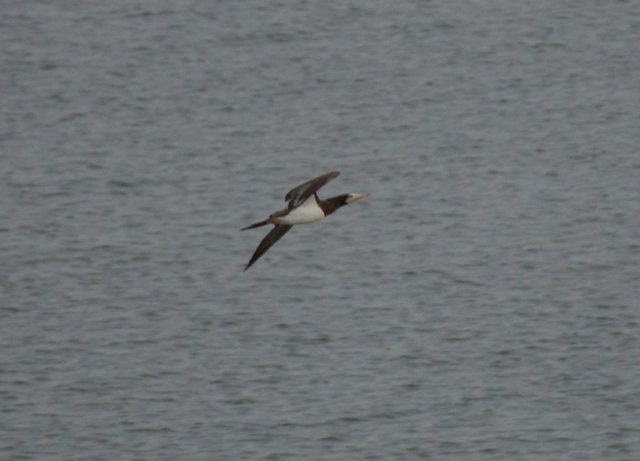 Brown Booby at Harlan County Reservoir, Harlan Co 31 May 2017 by Joel G. Jorgensen