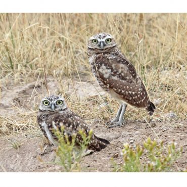 Burrowing Owls in western Nebraska 18 Sep 2010 by Phil Swanson