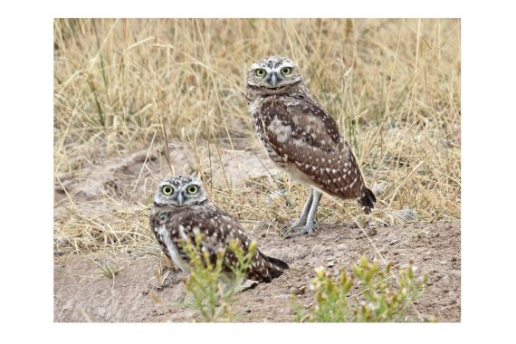 Burrowing Owls in western Nebraska 18 Sep 2010 by Phil Swanson