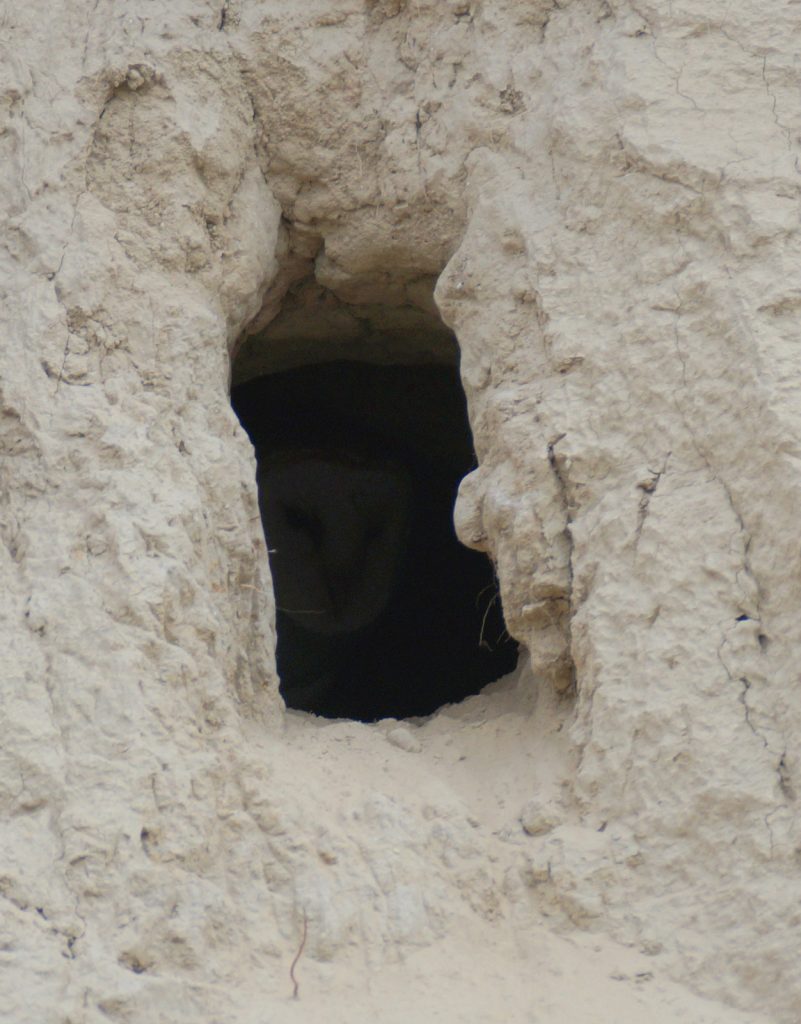 Barn Owl (barely visible) in nest burrow in road cut-bank, Red Willow Co 1 May 2015 by Joel G. Jorgensen 