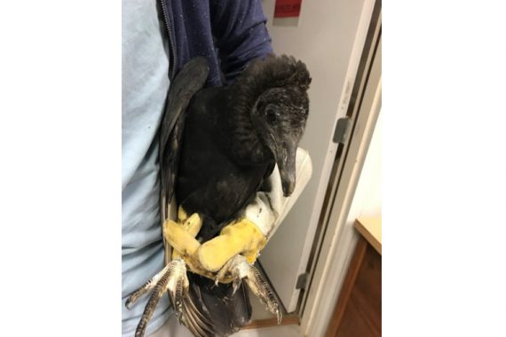 Photograph (top) of Black Vulture recovered in Lincoln, Lancaster Co 23 Sep 2017 by Douglas Montgomery and is provided as a courtesy by Fontenelle Forest’s Raptor Recovery