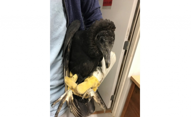 Photograph (top) of Black Vulture recovered in Lincoln, Lancaster Co 23 Sep 2017 by Douglas Montgomery and is provided as a courtesy by Fontenelle Forest’s Raptor Recovery