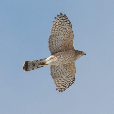 Adult Cooper's Hawk in Papillion, Sarpy Co 24 Feb 2008 by Phil Swanson