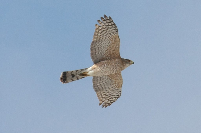 Adult Cooper's Hawk in Papillion, Sarpy Co 24 Feb 2008 by Phil Swanson  