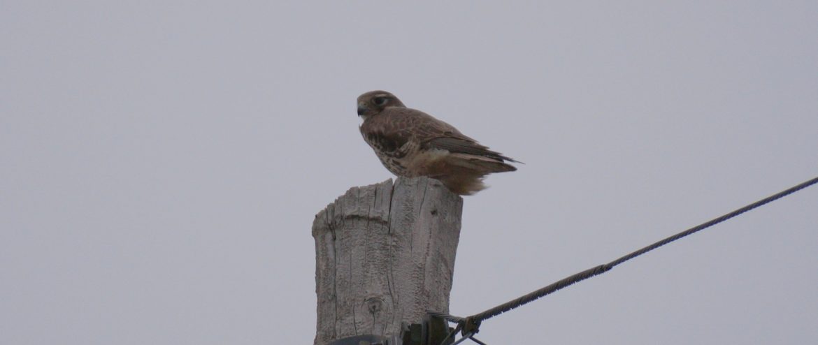 PRAIRIE FALCON - Birds of Nebraska - Online