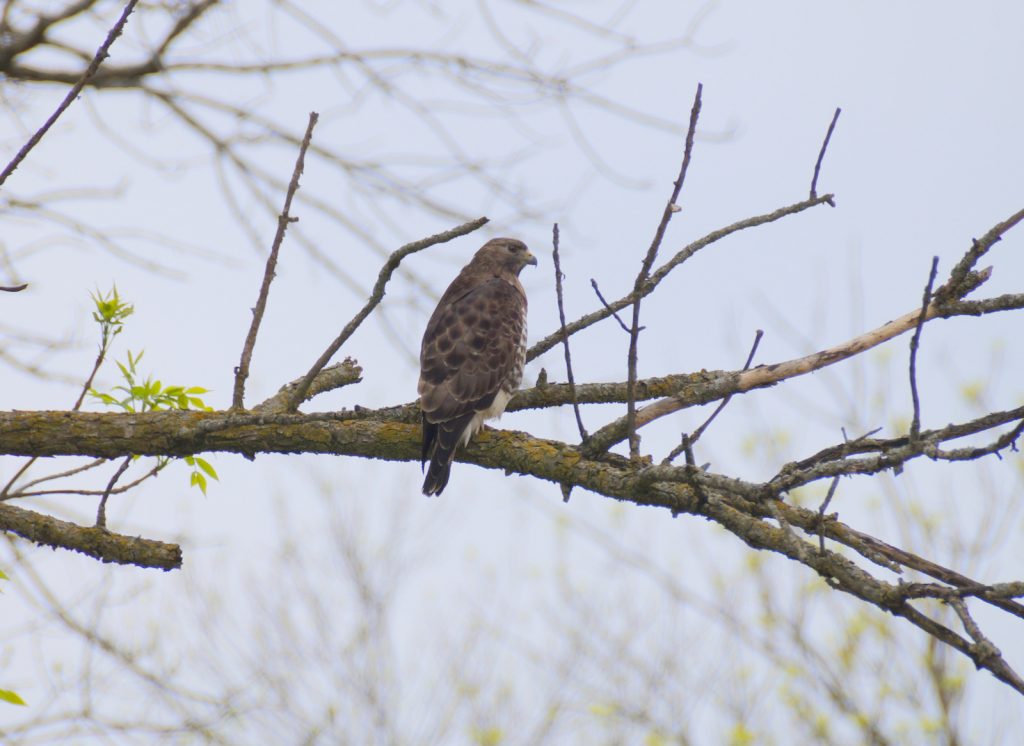 Adult Broad-winged Hawk at Dead Timber Recreation Area 3 May 2017.  Photo by Joel G. Jorgensen.