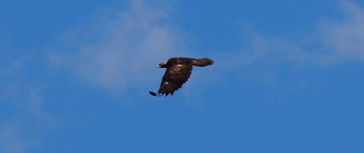 Golden Eagle Birds Of Nebraska Online