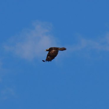 Golden Eagle in Sioux Co 30 May 2017 by Joel G. Jorgensen