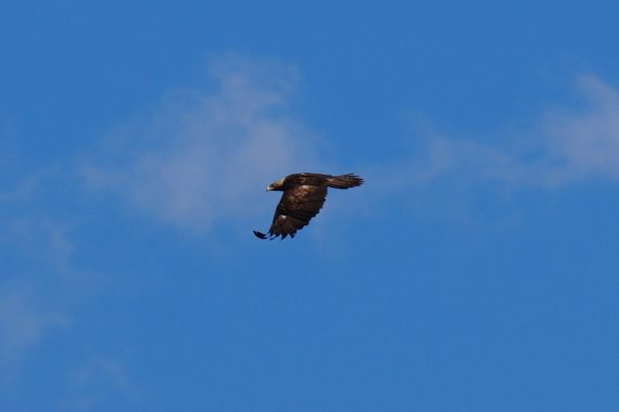 Golden Eagle in Sioux Co 30 May 2017 by Joel G. Jorgensen