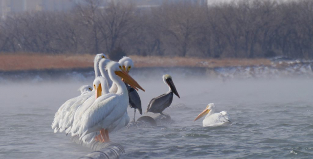 Brown Pelican with Am. White Pelicans and a Great Blue Heron at Sutherland Reservoir, Lincoln Co 10 Jan 2015 by Joel G. Jorgensen