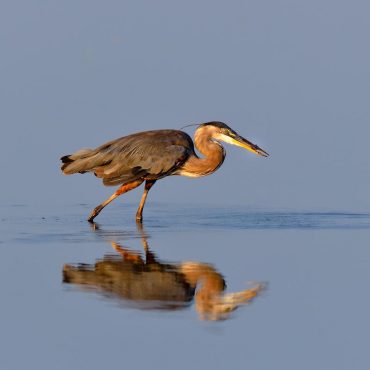 Great Blue Heron (location and date unknown) by Chris Masada and provided as a courtesy of NEBRASKALAND/Nebraska Game and Parks Commission