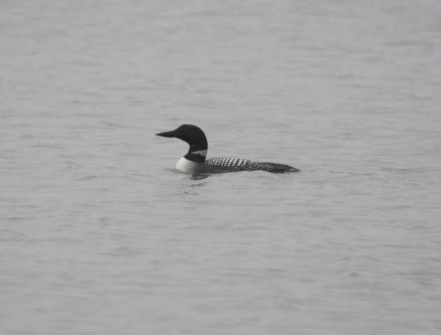 Common Loon at Branched Oak Lake, Lancaster Co 26 March 2008 by Joel G. Jorgensen
