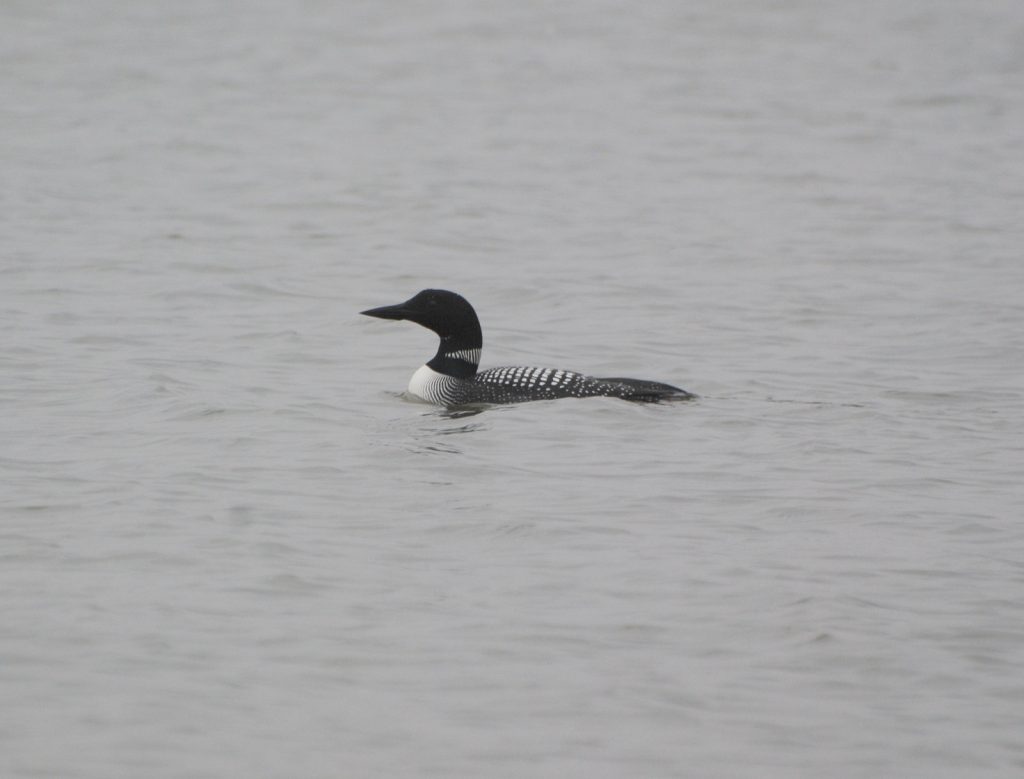 Common Loon at Branched Oak Lake, Lancaster Co 26 March 2008 by Joel G. Jorgensen