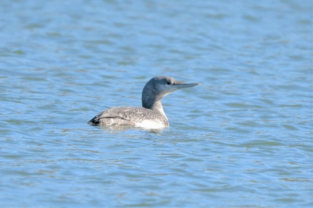 Red-throated Loon at Conestoga Lake, Lancaster Co, 28 Oct 2020 by Steve Kruse