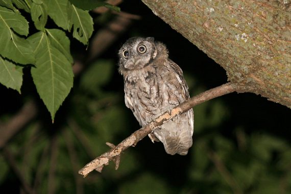 Easterm Screech-Owl at Papillion, Sarpy Co 8 Aug 2007 by Phil Swanson