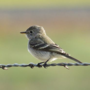 Gray Flycatcher at Oliver Reservoir Recreation Area, Kimball Co 2 Sep 2018 by Michael Willison