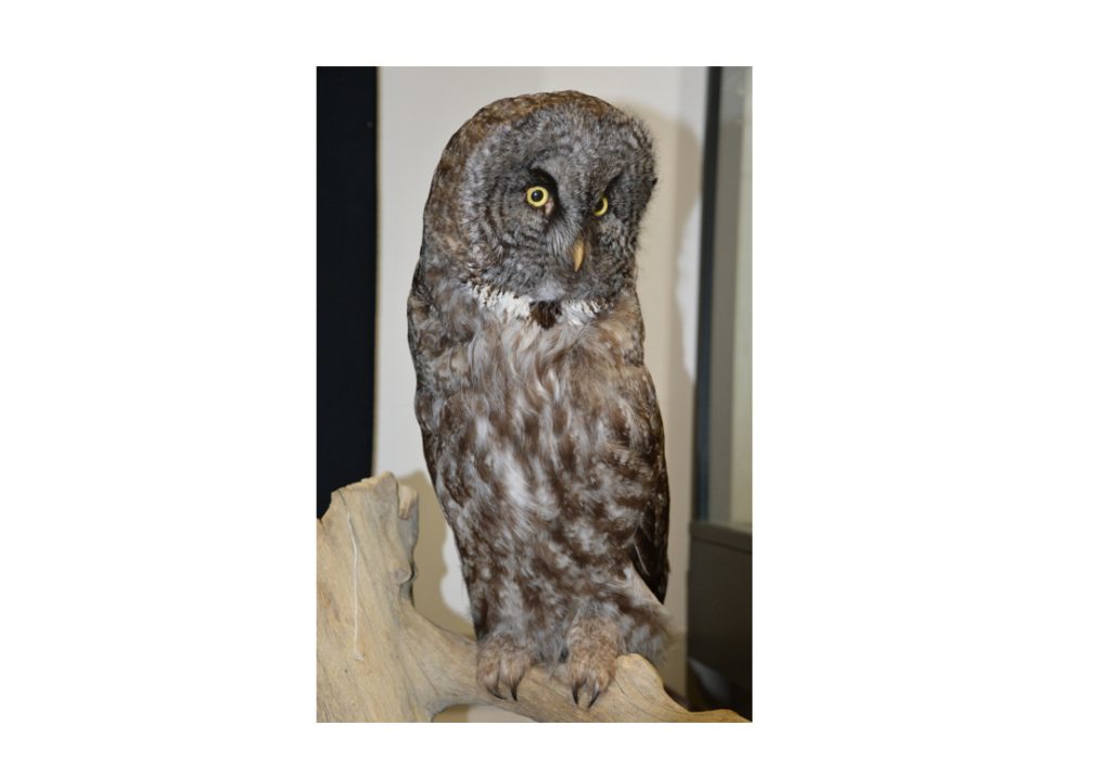 Great Gray Owl specimen taken in Dixon Co 1 Jan 1978 and now housed at Wayne State College by Mark Hammer