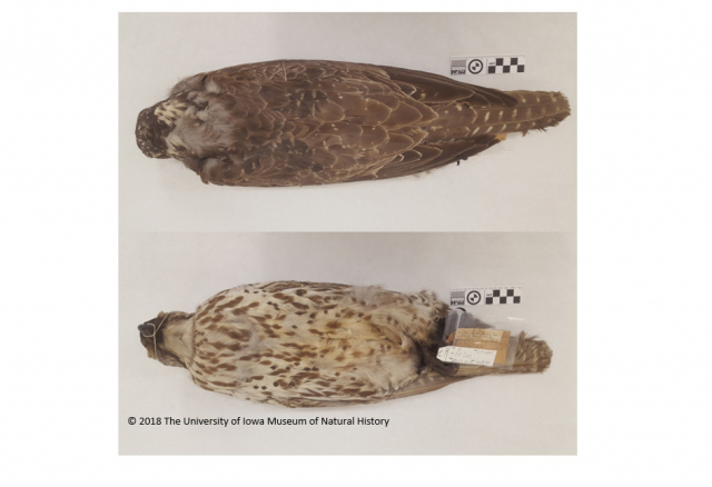 Gyrfalcon specimen taken at Elm Creek, Buffalo Co 23 Feb 1885 provided by the University of Iowa Museum of Natural History