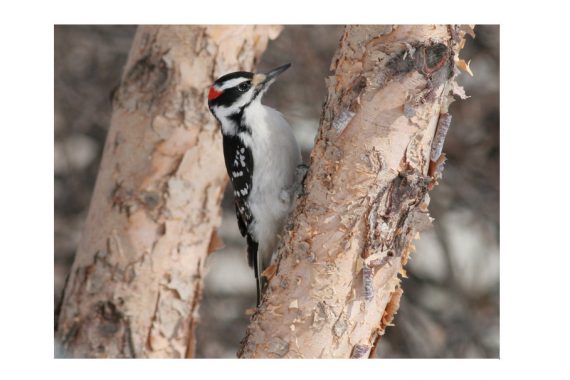Hairy Woodpecker at Papillion, Sarpy Co 18 Feb 2008 by Phil Swanson