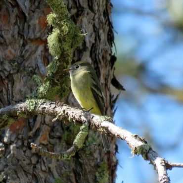 Hammond’s Flycatcher at Sowbelly Canyon, Sioux Co on 4 Sep 2016 by Michael Willison