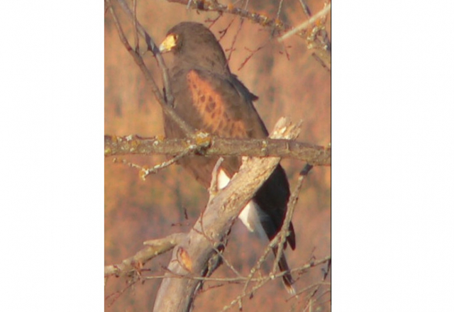 Harris’s Hawk near Niobrara State Park, Knox Co 5 Nov 2017 by William Flack