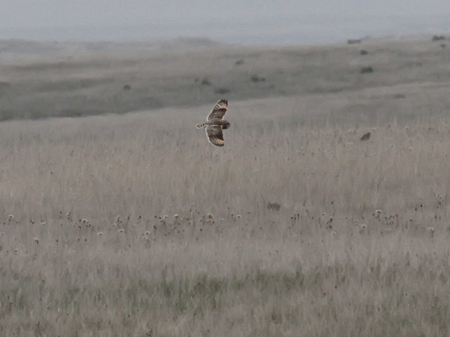 Short-eared Owl in Kimball Co 16 May 2010 by Phil Swanson   