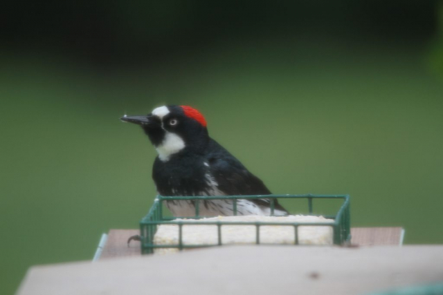 Acorn Woodpecker in Hayes Co 15 Jun 2013 by Byron and Deb Alberts