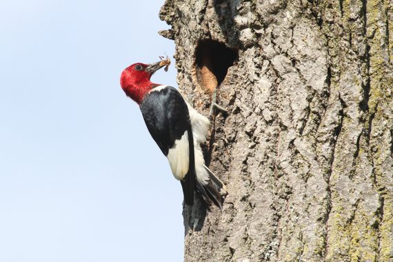 Red-headed Woodpecker at Fontenelle Forest, Sarpy Co 26 July 2010 by Phil Swanson