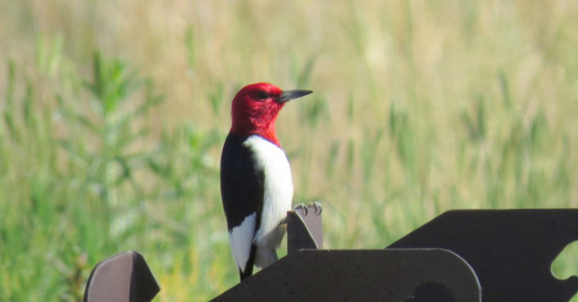 Red-headed Woodpecker at Lake McConaughy, Keith Co 12 Jun 2014