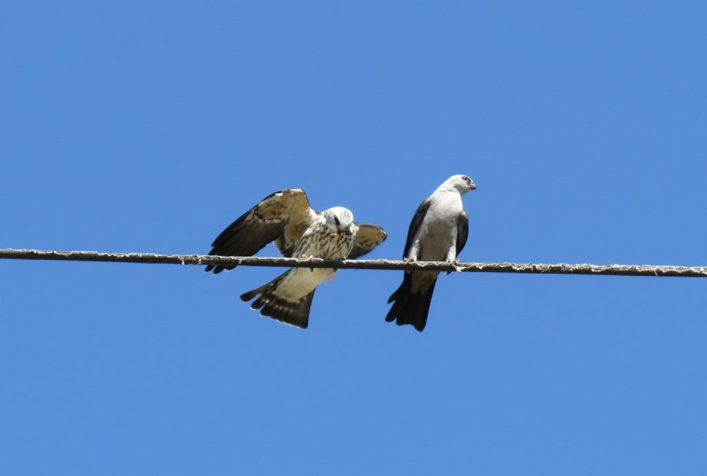 mississippi kite birds