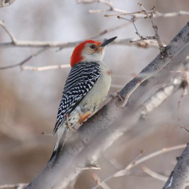Red-bellied Woodpecker at Papillion, Sarpy Co 3 Mar 2009 by Phil Swanson