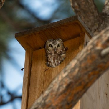 Northern Saw-whet Owl at Wildcat Hills Wildlife Management Area, Scotts Bluff Co courtesy of NEBRASKALAND/Nebraska Game and Parks Commission