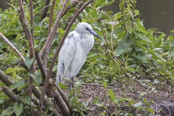 Little Blue Heron at Heron Haven, Douglas Co, 15 May 2018 by Phil Swanson