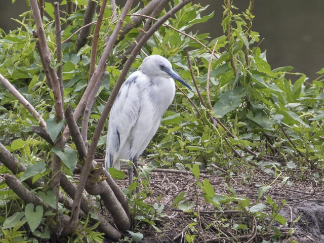 Little Blue Heron at Heron Haven, Douglas Co, 15 May 2018 by Phil Swanson