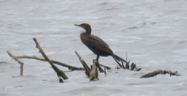 Neotropic Cormorant at Branched Oak Lake, Lancaster Co 17 Sep 2018 by Michael Willison