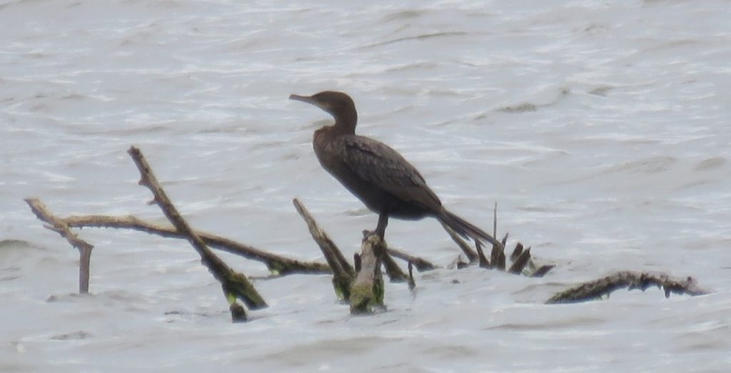 Neotropic Cormorant at Branched Oak Lake, Lancaster Co 17 Sep 2018 by Michael Willison